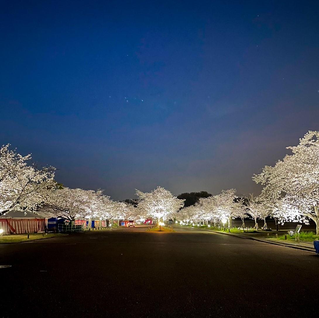大阪萬博公園櫻花祭