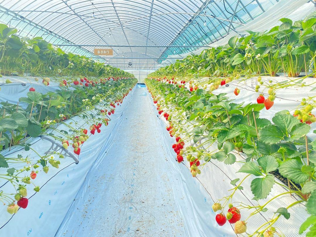 1月至4月更可以摘士多啤梨!(圖片來源: 右田果樹園)