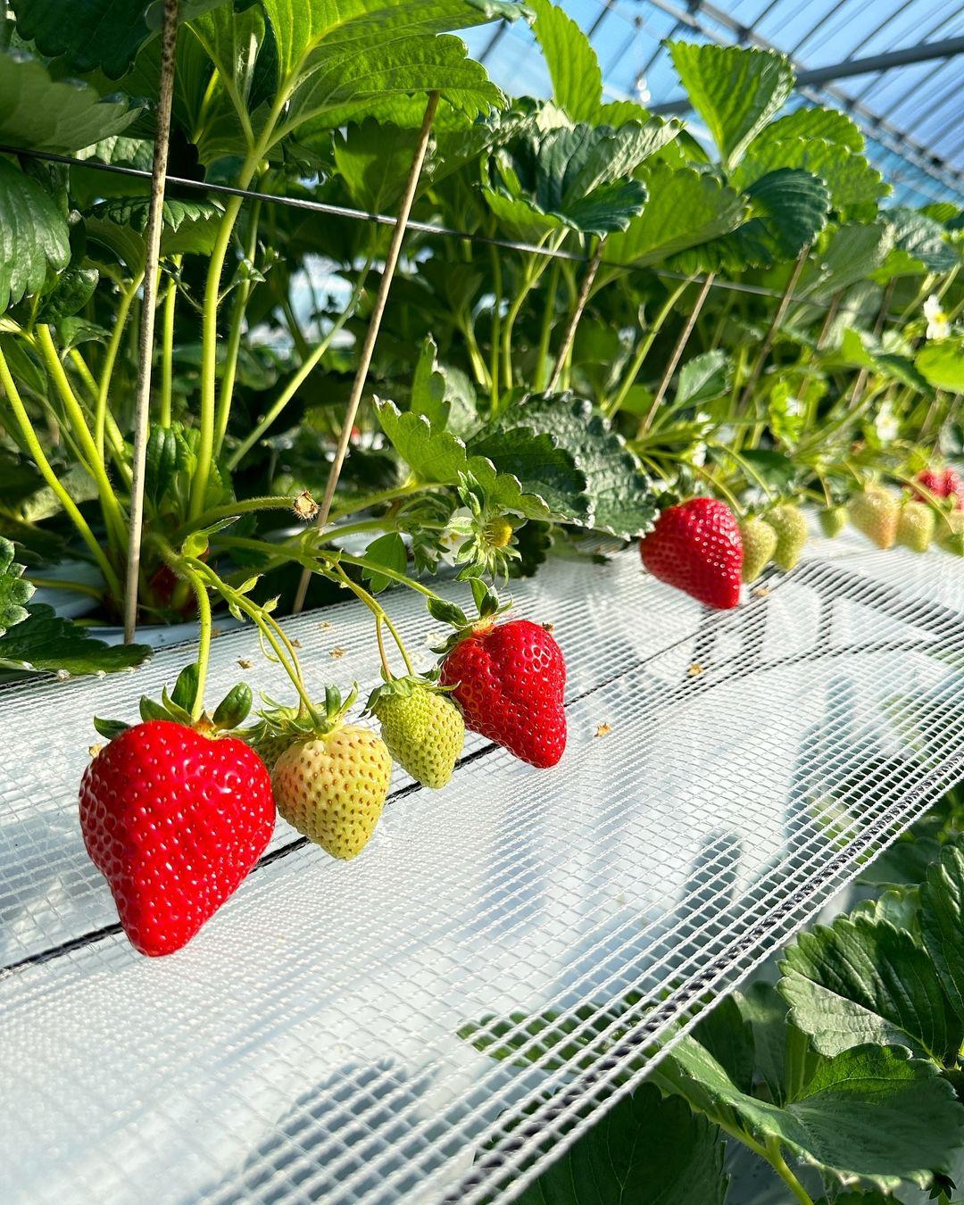 1月至4月更可以摘士多啤梨!(圖片來源: 右田果樹園)