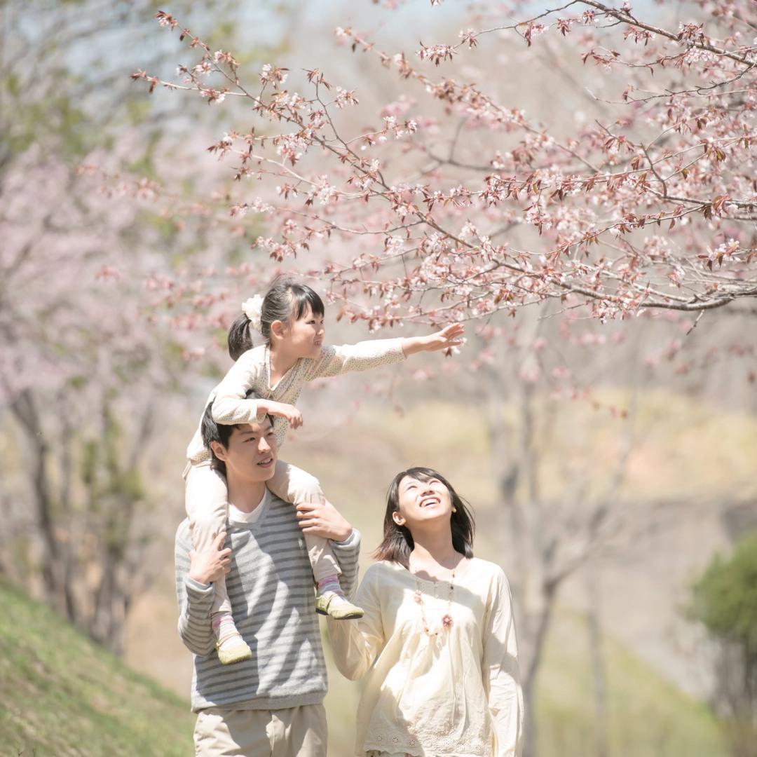 大阪萬博公園櫻花祭