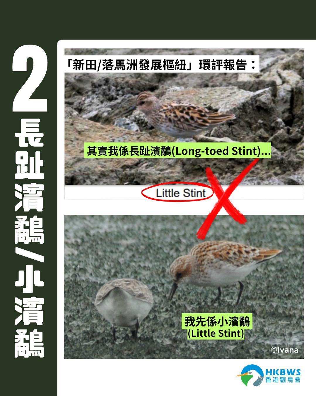 觀鳥會指,新田科技城環評報告疑誤認三種鳥類。(觀鳥會圖片)