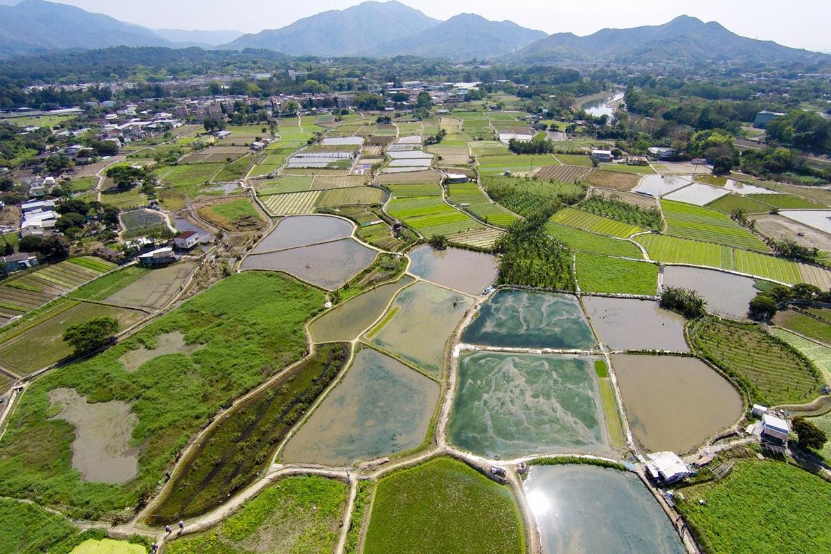 長春社表示,擬建東路將會令濕地碎片化,情況與1999年原落馬洲支線𠝹開塱原濕地類似,建議環諮會和政府參考當年否決興建高架橋的先例,在興建東路時改變走線,以避免影響濕地。(資料圖片/觀鳥會提供)