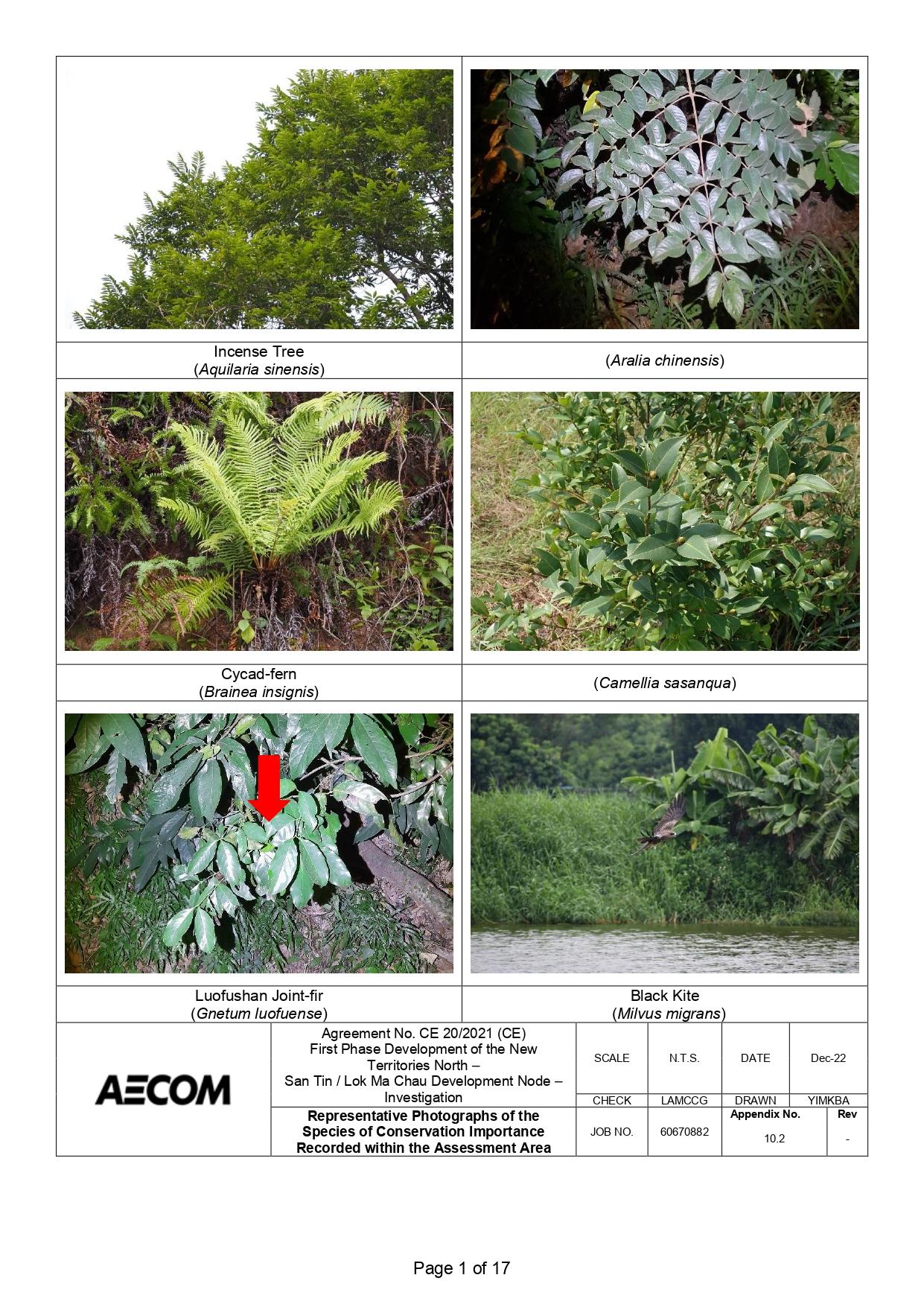 新田科技城環評的生態研究中,超過一半錄得的雀鳥並未提供照片。(環評報告截圖)