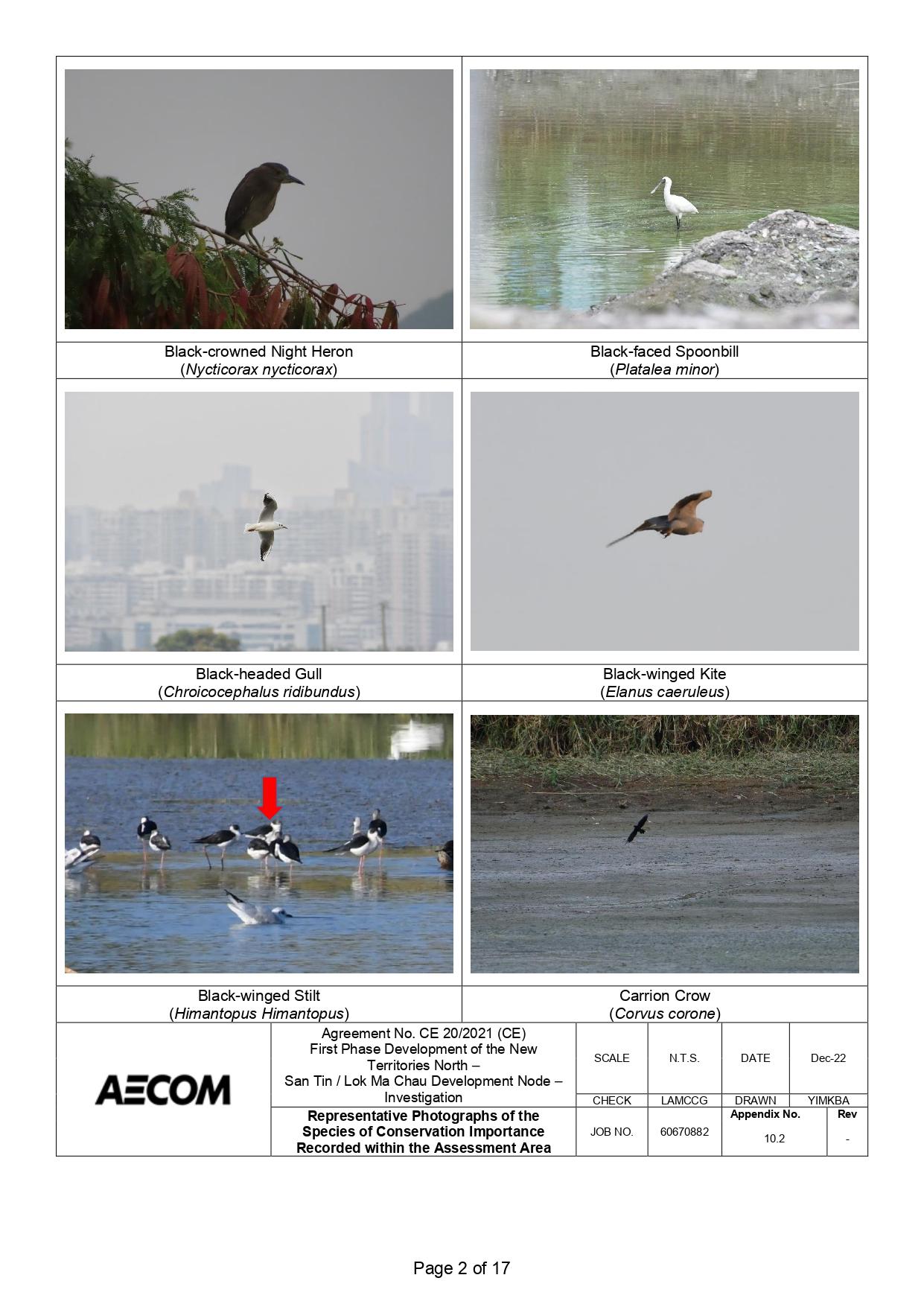 新田科技城環評的生態研究中,超過一半錄得的雀鳥並未提供照片。(環評報告截圖)