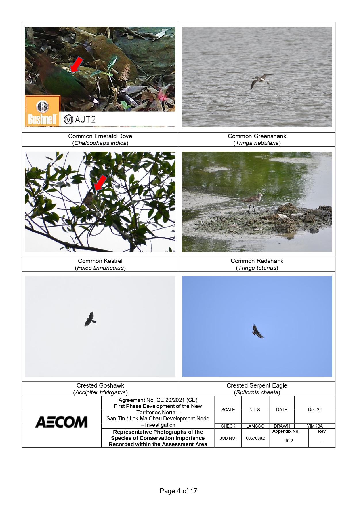 新田科技城環評的生態研究中,超過一半錄得的雀鳥並未提供照片。(環評報告截圖)