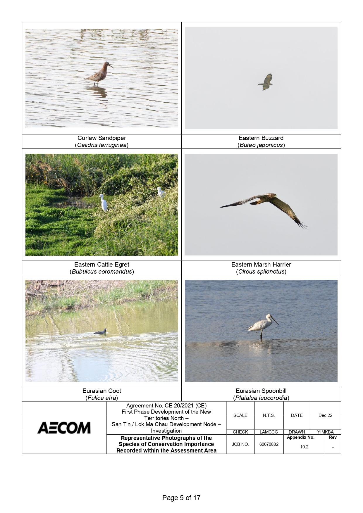新田科技城環評的生態研究中,超過一半錄得的雀鳥並未提供照片。(環評報告截圖)