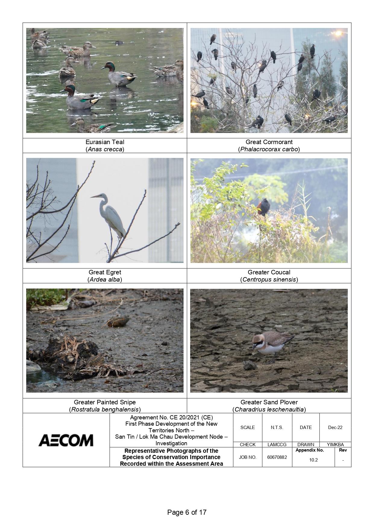 新田科技城環評的生態研究中,超過一半錄得的雀鳥並未提供照片。(環評報告截圖)