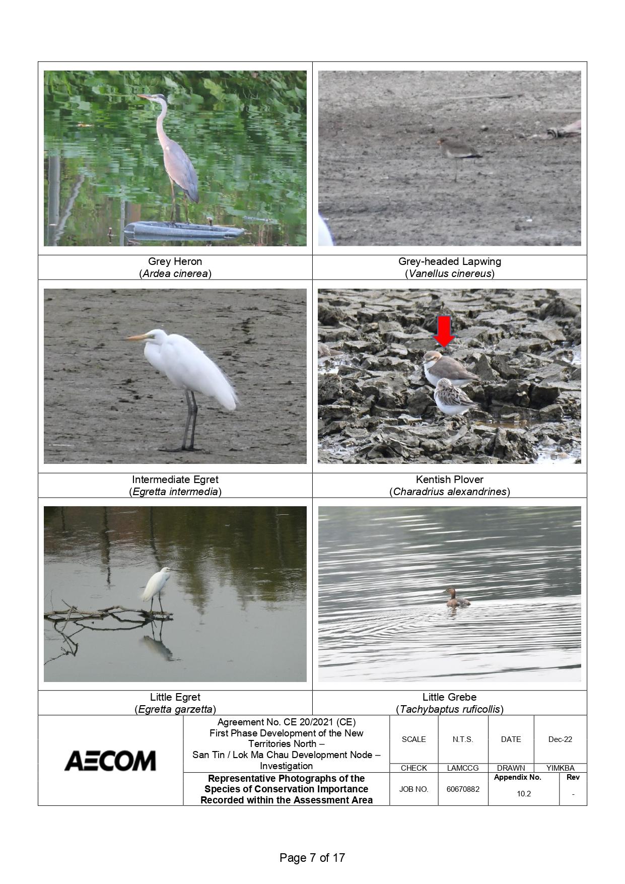 新田科技城環評的生態研究中,超過一半錄得的雀鳥並未提供照片。(環評報告截圖)