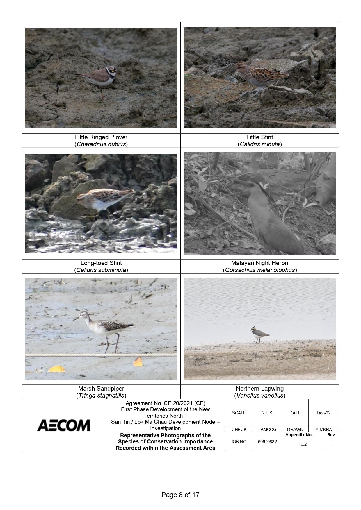 新田科技城環評的生態研究中,超過一半錄得的雀鳥並未提供照片。(環評報告截圖)