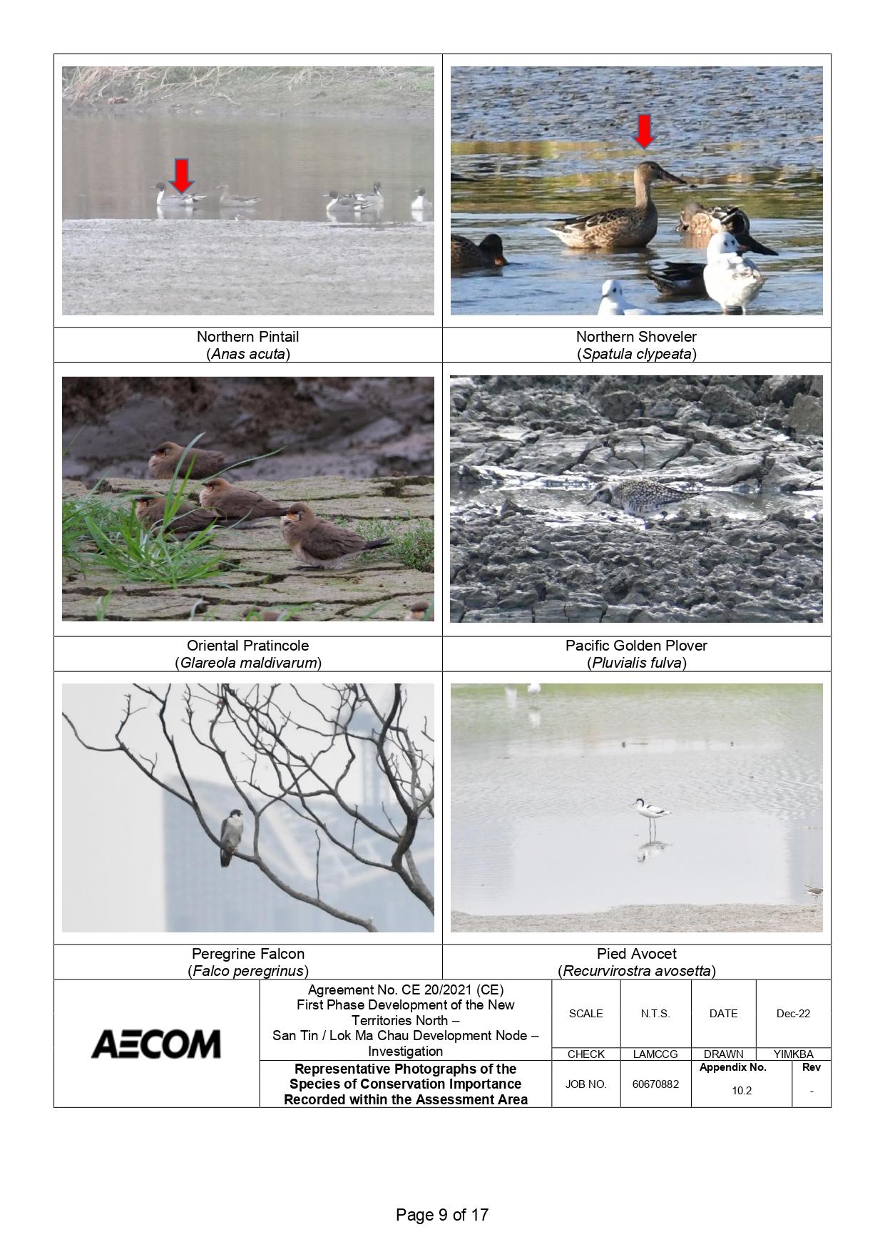 新田科技城環評的生態研究中,超過一半錄得的雀鳥並未提供照片。(環評報告截圖)