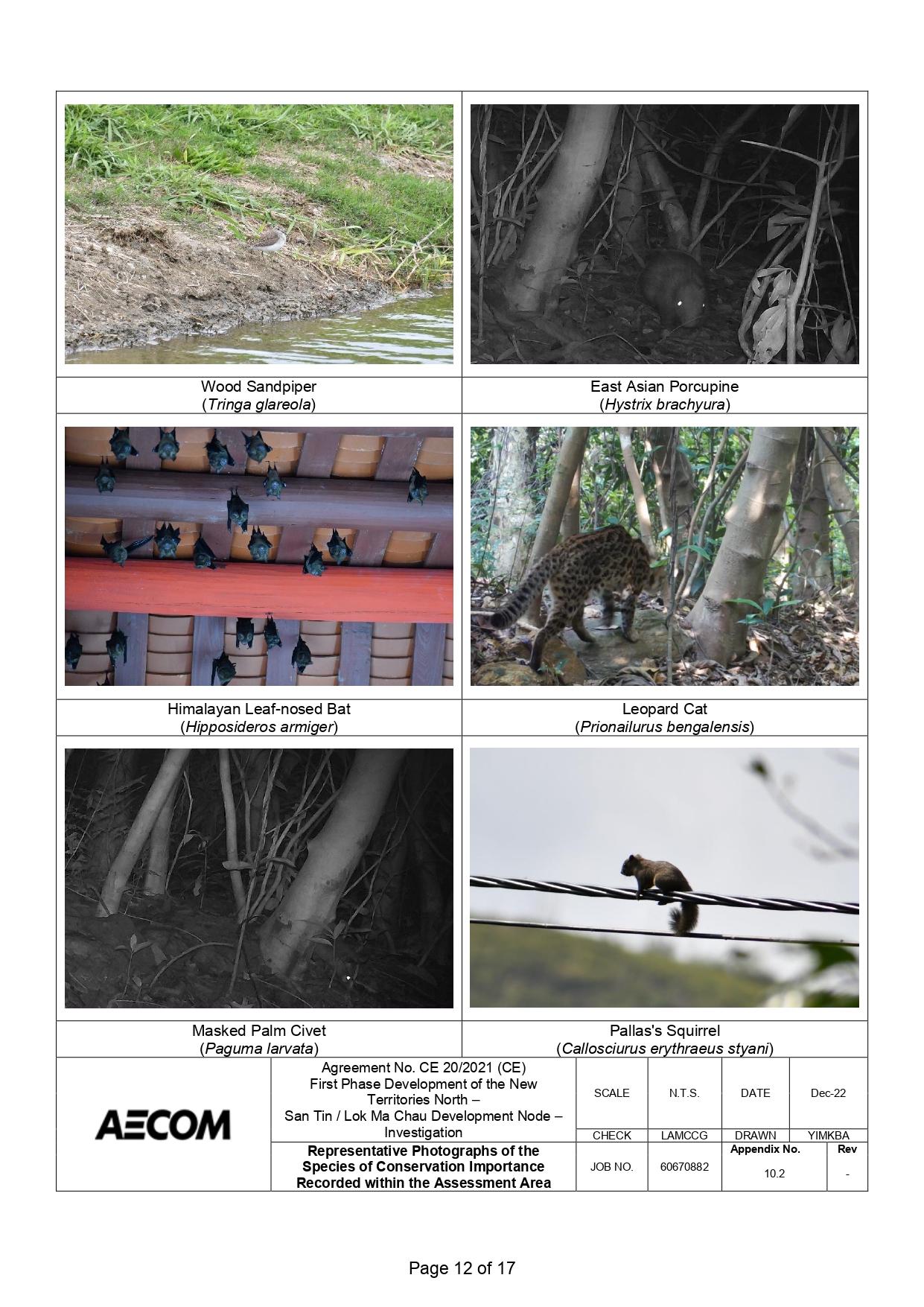 新田科技城環評的生態研究中,超過一半錄得的雀鳥並未提供照片。(環評報告截圖)