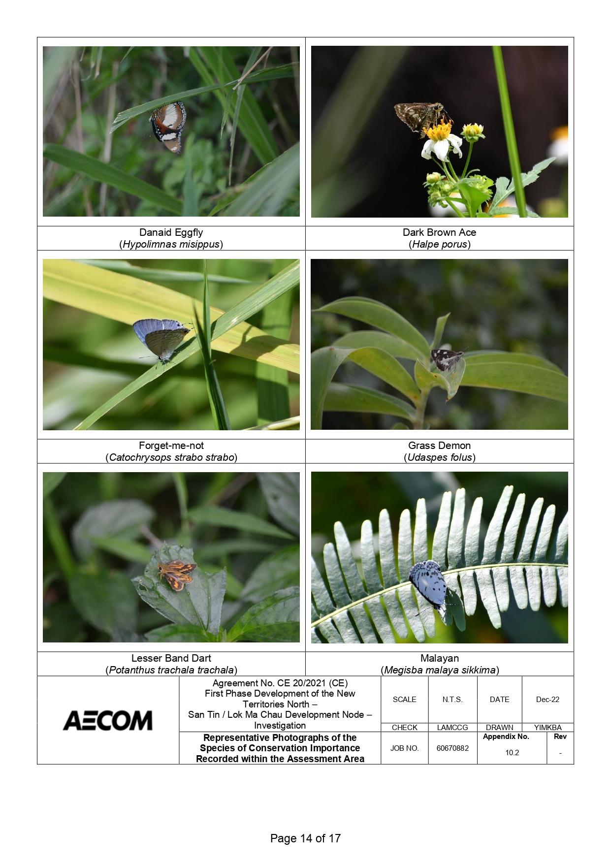 新田科技城環評的生態研究中,超過一半錄得的雀鳥並未提供照片。(環評報告截圖)