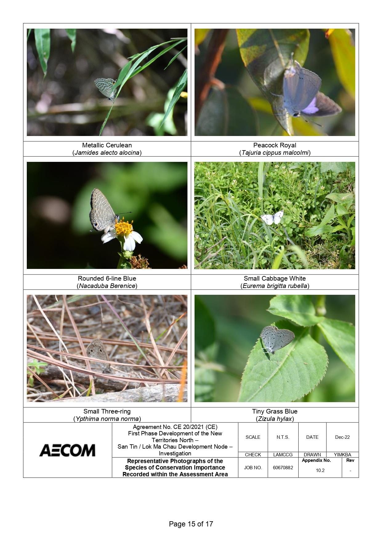 新田科技城環評的生態研究中,超過一半錄得的雀鳥並未提供照片。(環評報告截圖)