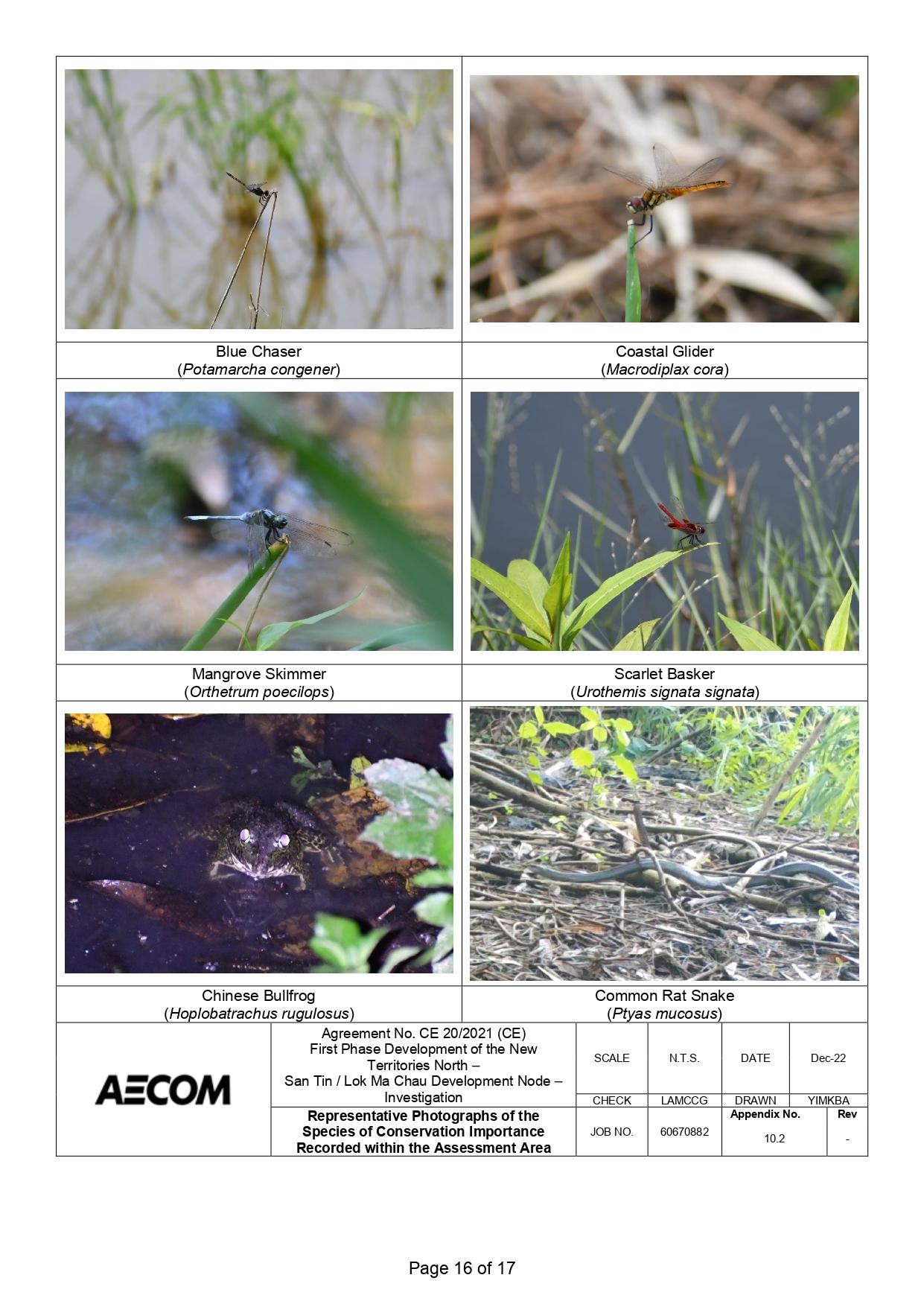 新田科技城環評的生態研究中,超過一半錄得的雀鳥並未提供照片。(環評報告截圖)