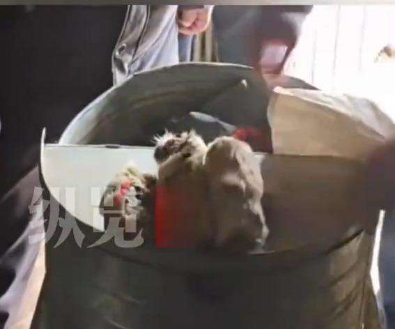 雪豹被阿姓疑犯用捕獸器殺死再吃掉,尾巴被製成腰帶。(網上圖片)