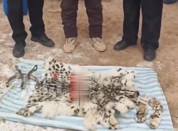 雪豹被阿姓疑犯用捕獸器殺死再吃掉,尾巴被製成腰帶。(網上圖片)