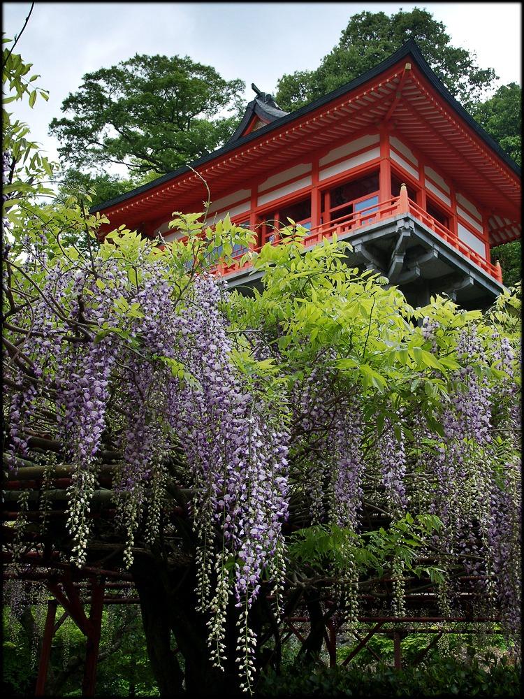 祐德稻荷神社的日本庭園異季各有不同花卉盛放,例如2月賞梅、4月牡丹、9月牽牛花及秋天楓紅。 (照片提供:佐賀県観光連盟)