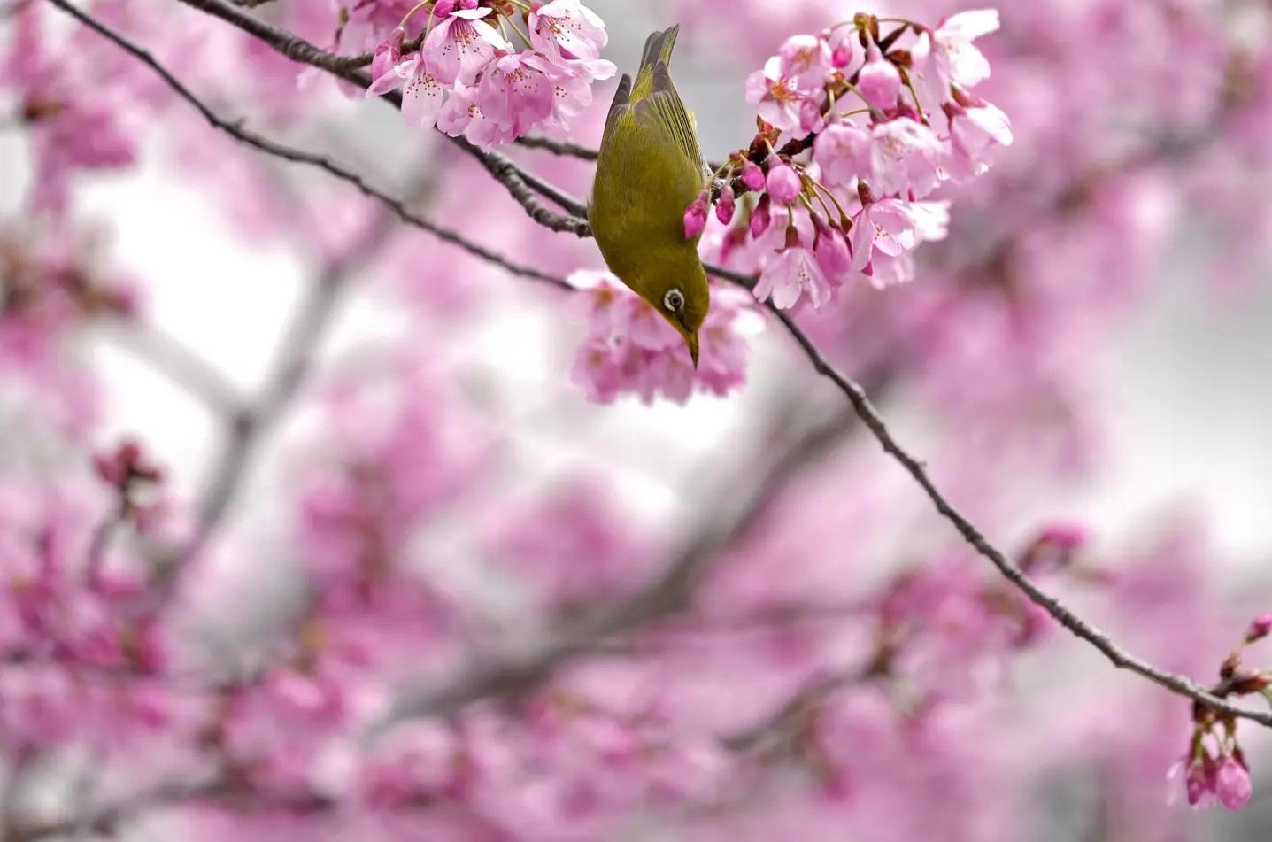 目前預測日本春天可能提前來臨,東京櫻花最早可能在3月17日左右開花。(資料圖片)