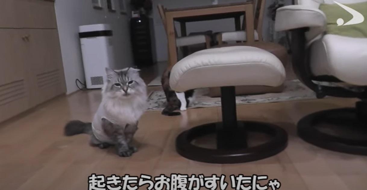 米爾是主人的寵兒。(互聯網)