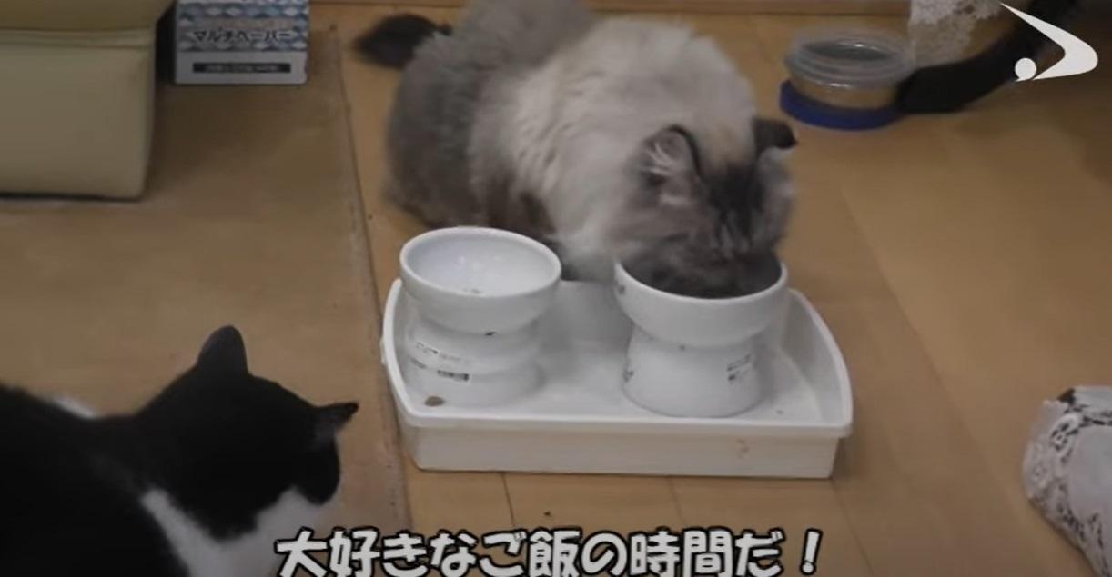 米爾吃相。(互聯網)