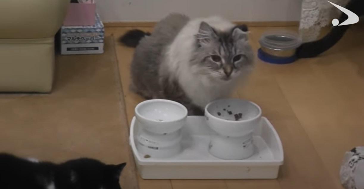 米爾吃相也可愛。(互聯網)