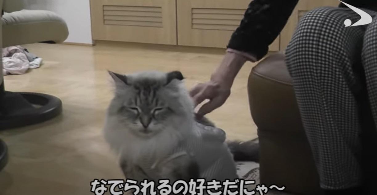 主人摸摸,米爾好梳乎。(互聯網)