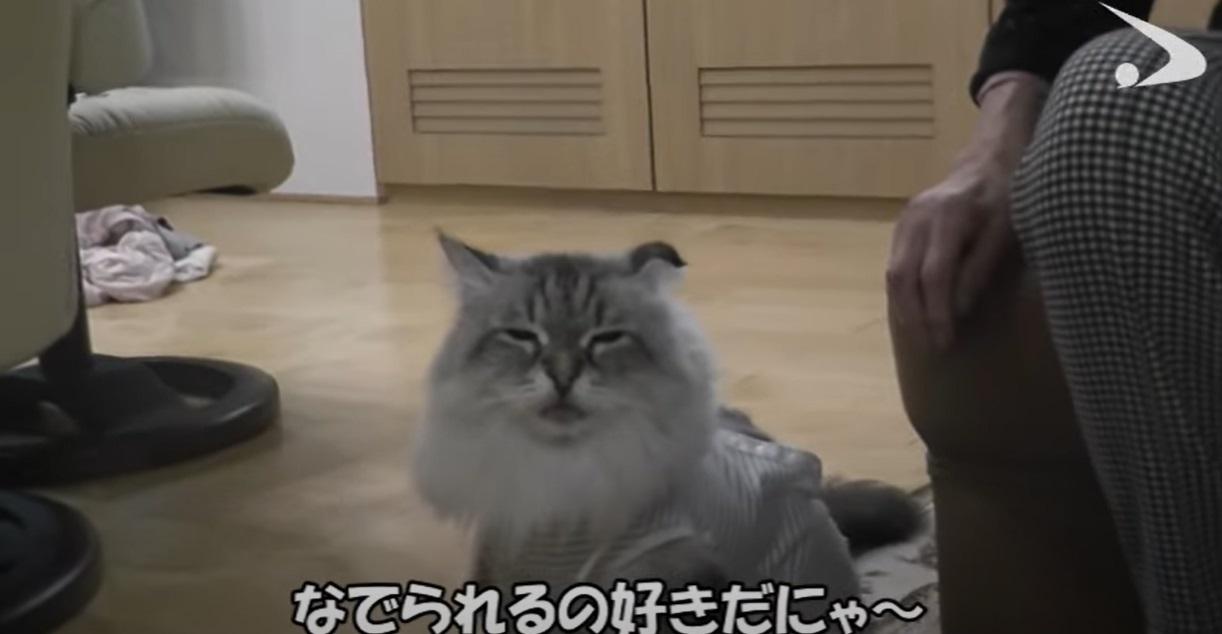 主人摸摸,米爾好冧。(互聯網)