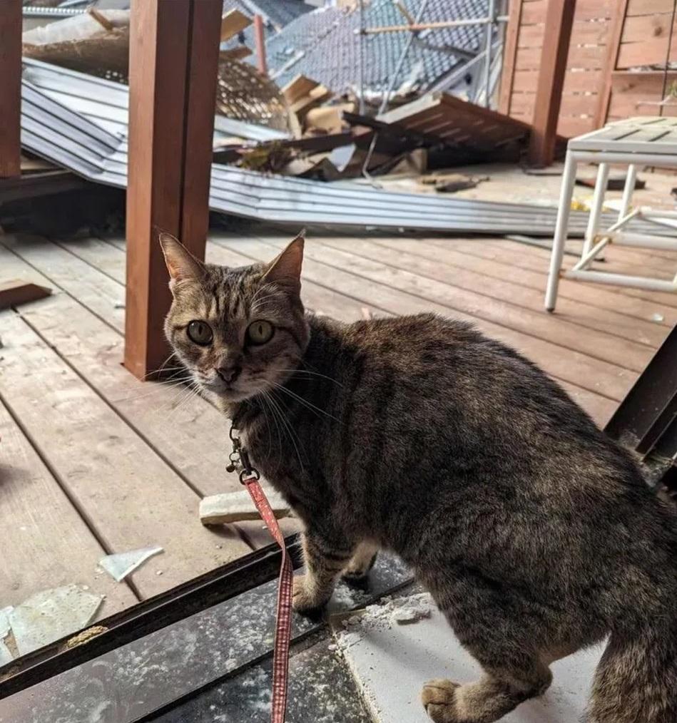 矢板明夫提供的照片,可見浩太郎在飼主父親已倒塌的住家。(互聯網)