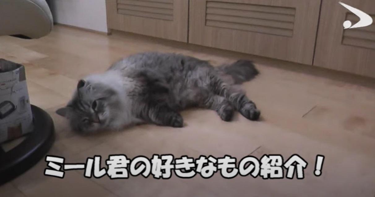 米爾在家懶洋洋。(互聯網)