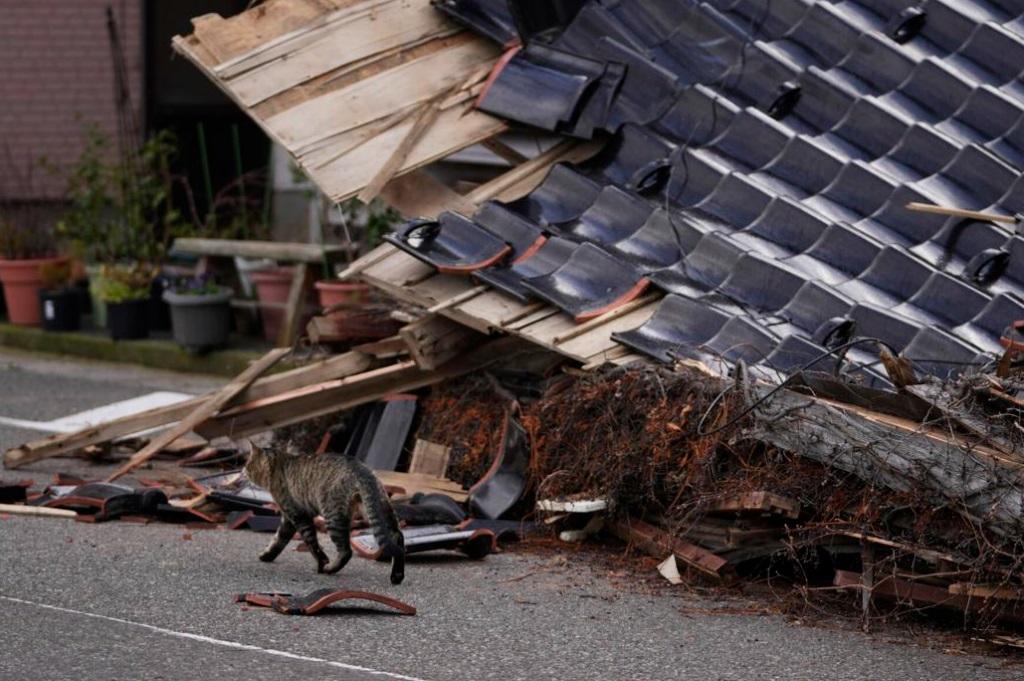 美聯社在地震後拍得貓兒在輪島市災區遊蕩。(資料圖片)