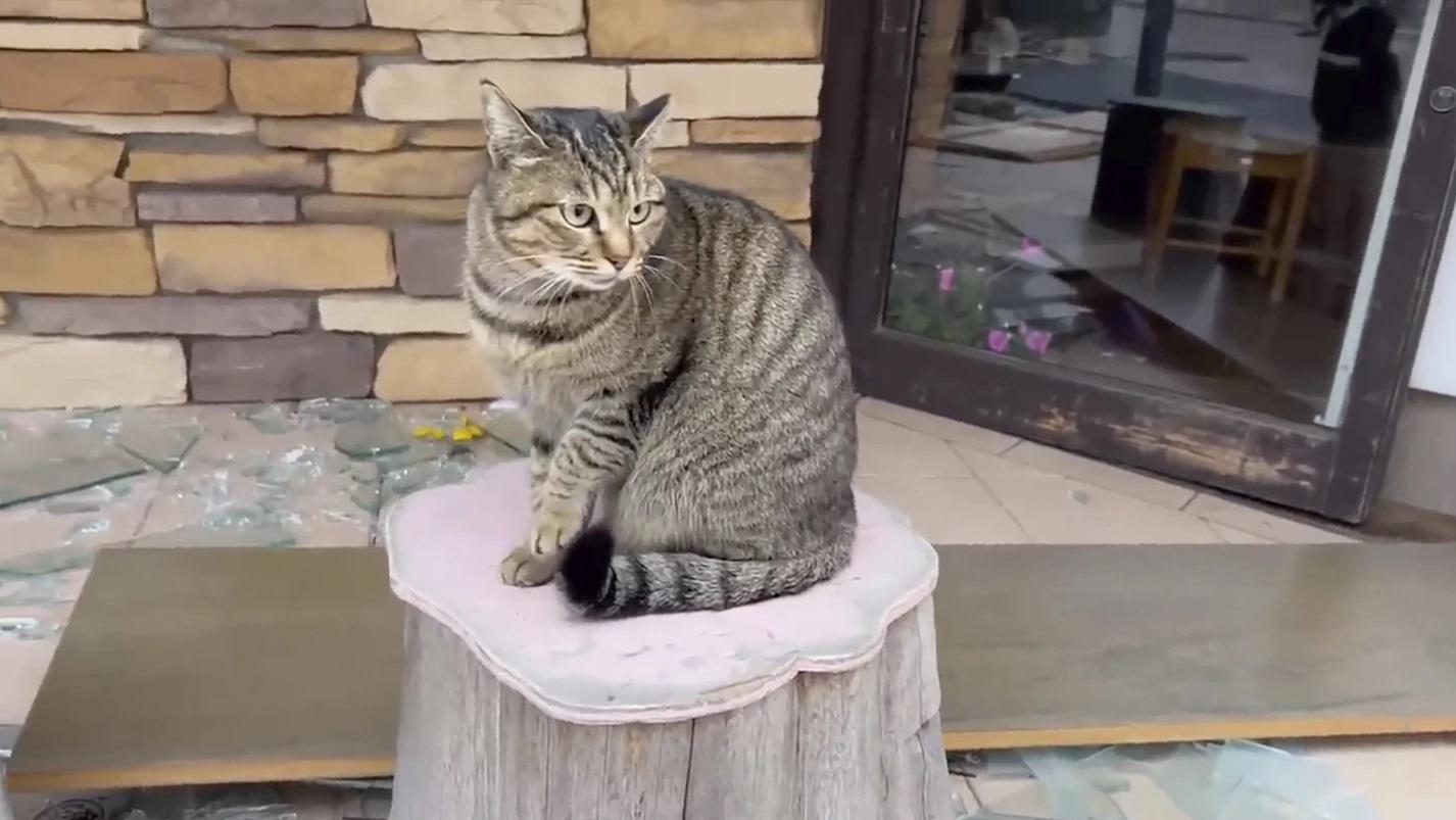 民眾在輪島市地震災區拍攝流浪貓。(資料圖片)