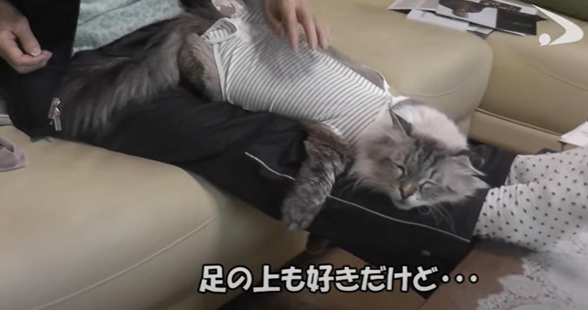 主人摸摸,米爾好梳乎。(互聯網)