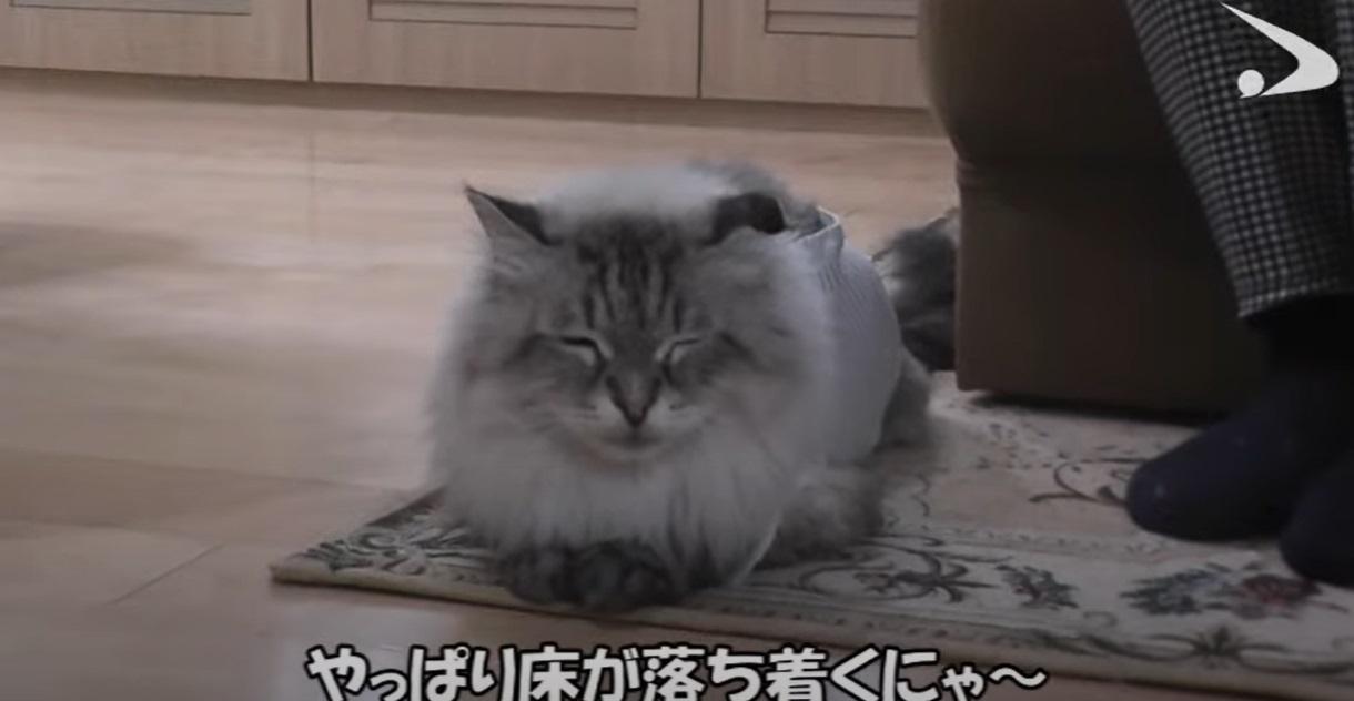 咪咪眼很可愛。(互聯網)