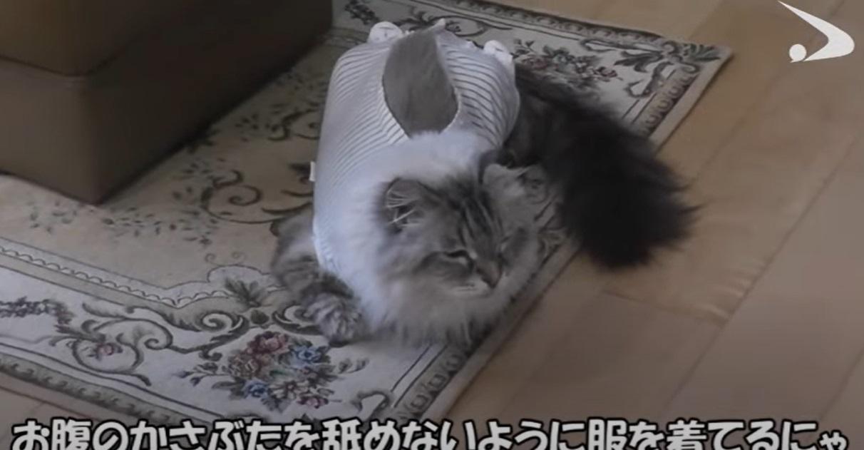 米爾在家懶洋洋。(互聯網)