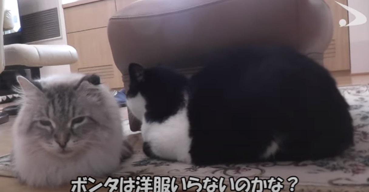 米爾與好友「碰太」。(互聯網)