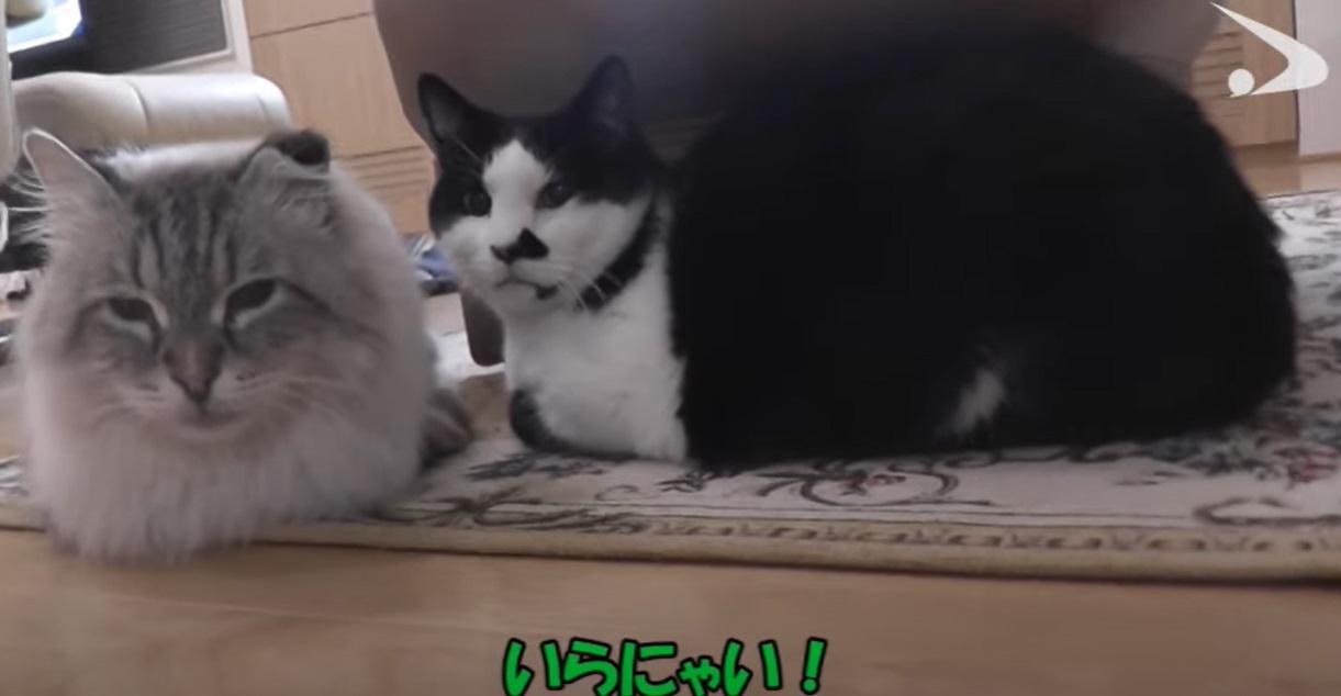 米爾與好友「碰太」。(互聯網)