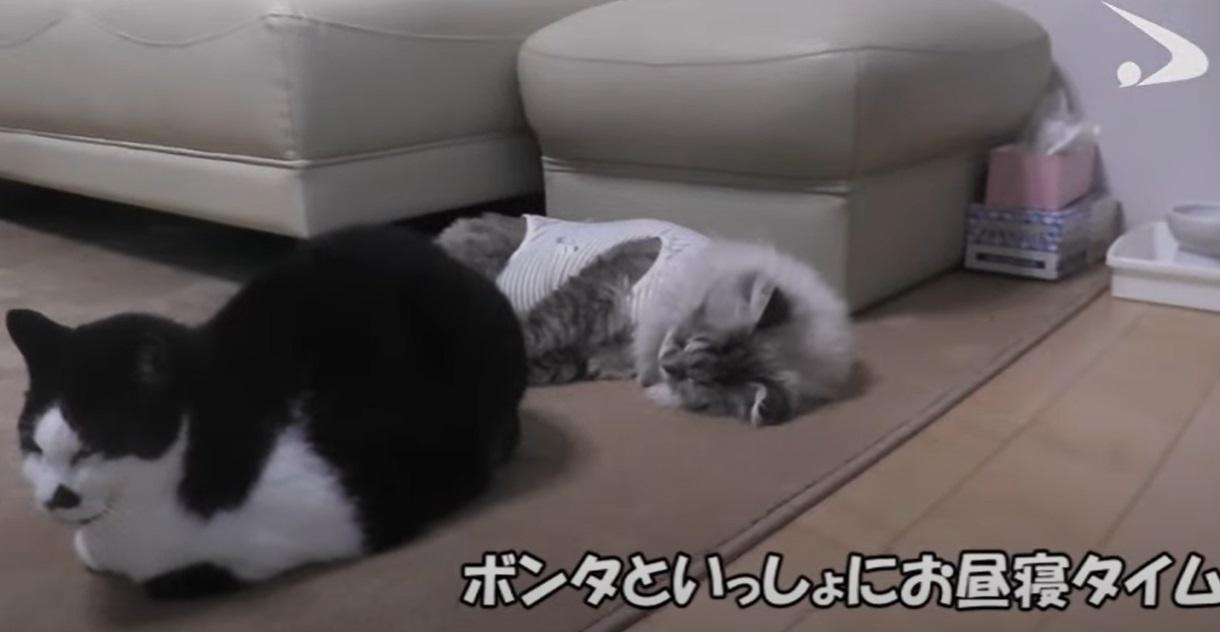 米爾與好友「碰太」。(互聯網)