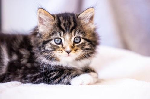 貓咪有療癒作用。(互聯網)