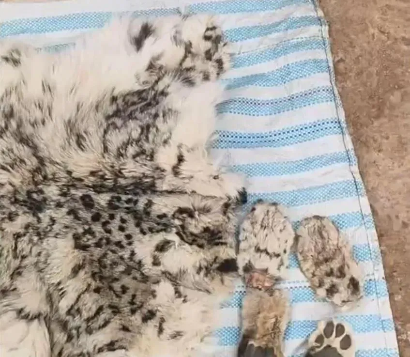 雪豹被阿姓疑犯用捕獸器殺死再吃掉,尾巴被製成腰帶。(網上圖片)