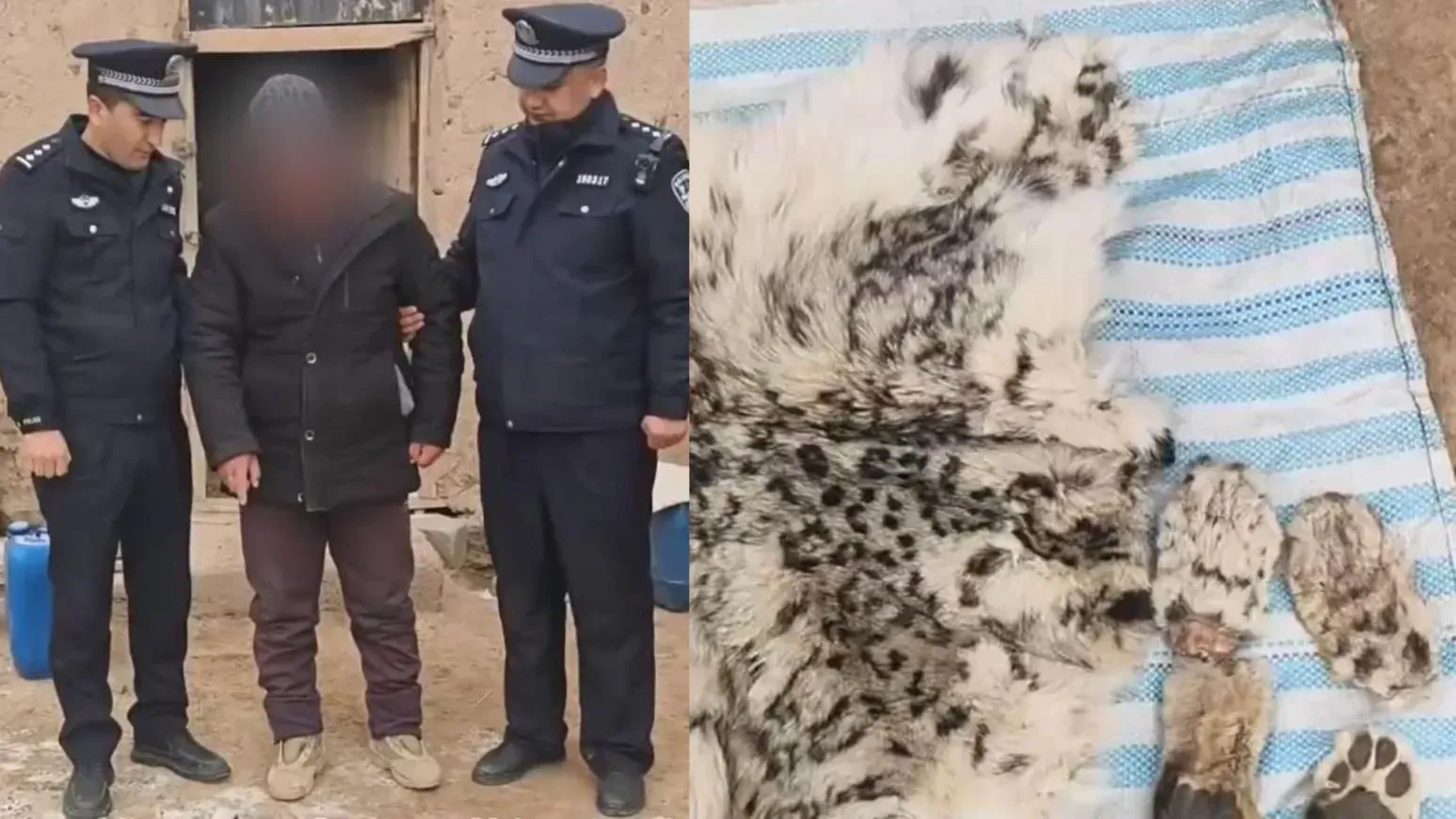 雪豹被阿姓疑犯用捕獸器殺死再吃掉,尾巴被製成腰帶。(網上圖片)