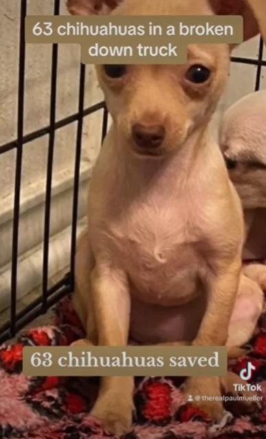 獲救狗狗。(互聯網)