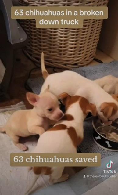 獲救狗狗。(互聯網)