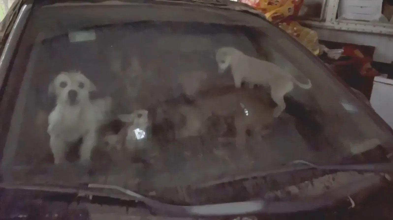 多隻狗狗擠在車廂裡,不停吠叫。(互聯網)