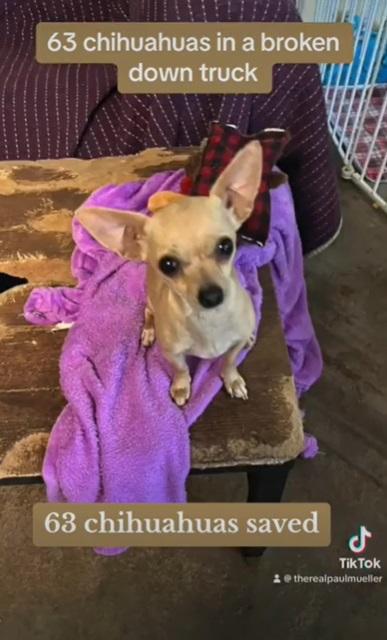 獲救狗狗。(互聯網)