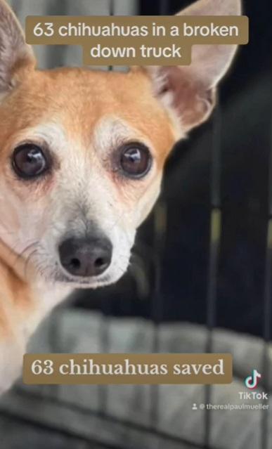 獲救狗狗。(互聯網)