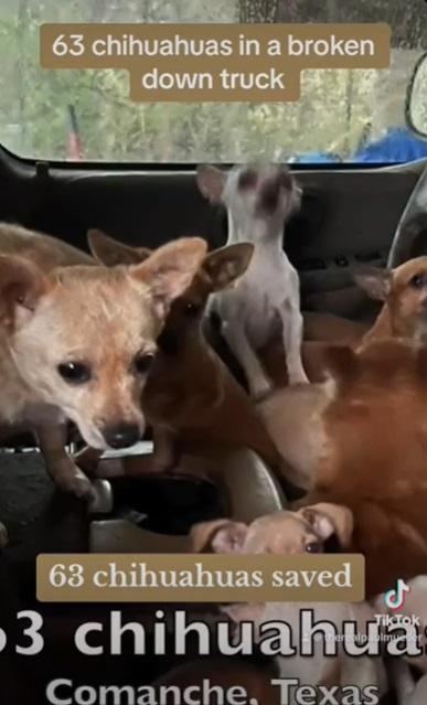 獲救狗狗。(互聯網)