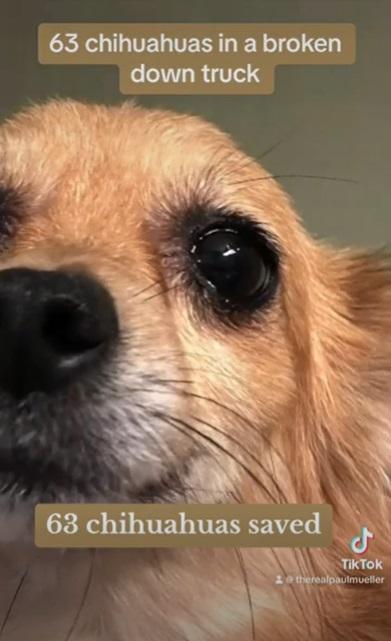 獲救狗狗。(互聯網)