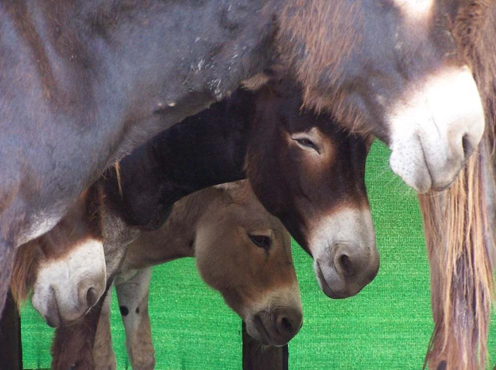 南非一個驢子庇護中心。(互聯網)