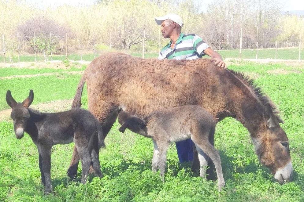 南非一個驢子庇護中心。(互聯網)