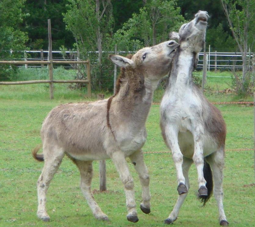 南非一個驢子庇護中心。(互聯網)